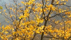 輕音樂 - Falling Leaves