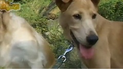 愛犬日記之波波回家了