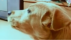 愛犬日記之波波的好朋友
