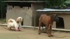 愛犬日記之狗狗游泳