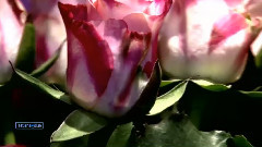 Tango De Roses