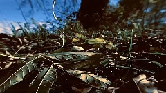 中國民族器樂曲