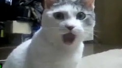 愛敲背的貓