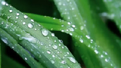 A Day Without Rain