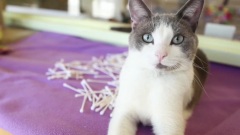 A Cat's Dream