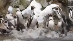 Harlem Shake 企鵝版