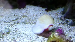Life As A Fish