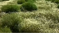 我可愛的東營