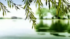 楊柳