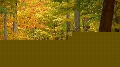 Autumn Leaves