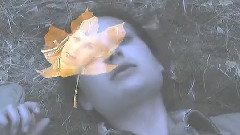 落葉