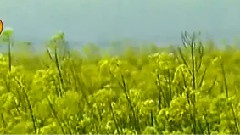 春天的故事