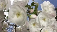 Serenade To Spring