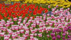 日立海濱公園喜林草和郁金香美景