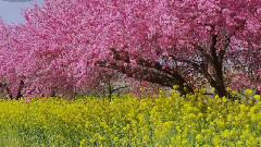日本長野縣小布施町河濱公園花卉節
