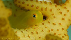 繽紛的海底世界