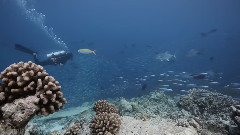 馬爾代夫:海底世界