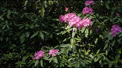 波伍德杜鵑花園