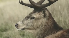 Postcards - Where The Wild Ones