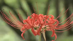曼珠沙華