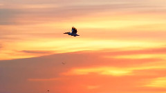 唯美震撼的星空延時攝影