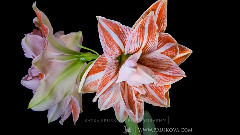 花朵盛開 美!美!美!