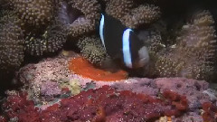 格林島海底世界之旅