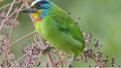 臺灣野鳥紀行