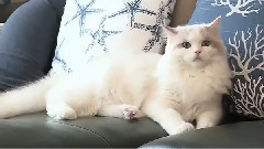 <我獨自生活> E122 MHCut