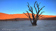 世界自然遺產:納米布沙漠(卡農)