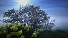 神奇的大自然:花開的如此美麗