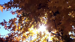 紅韻林源