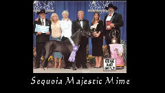 Black Mountain Majestic Angelica