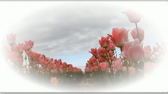 花的微笑(郁金香花園)