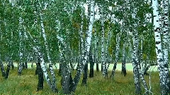 俄羅斯 白樺米哈伊爾克