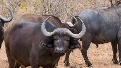 南非野生動物自然保護區