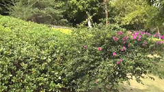 春枝綠葉