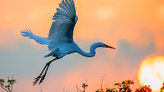 輕音樂,音樂短片 - Free As A Bird