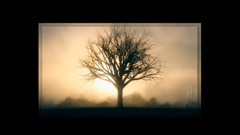 山楂樹 (Single Version)
