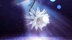 夜曇