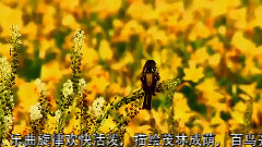 民樂群星 - 蔭中鳥