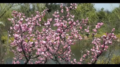 揚州風光 梅嶺春深