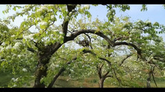 賞花踏青游遼寧之鞍山對樁石梨花