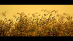 大湖名城(合肥)風光系列 巢湖之秋