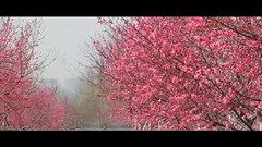 大湖名城(合肥)風光系列 三十崗桃蹊水果農場