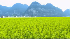 都勻凱口油菜花