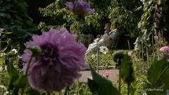 柏林布里茨花園