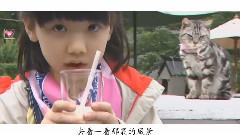 我要和貓咪去東京 12歲生日祝福