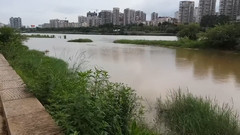 青青河邊草