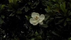苦樂年華